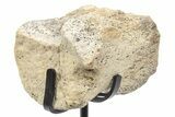 Fossil Hadrosaur Caudal Vertebra w/ Metal Stand - Texas #243649-2
